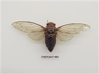 藏品(可禮大蟬)的圖片